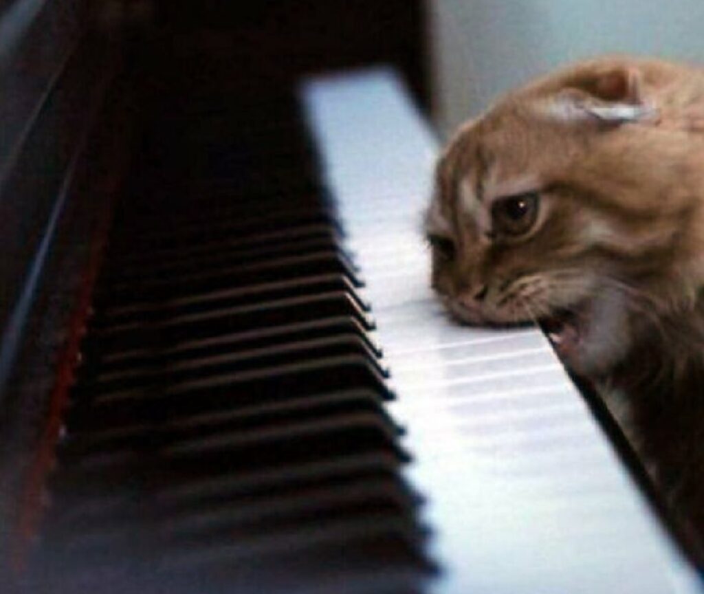 gatto europeo mangia pianoforte