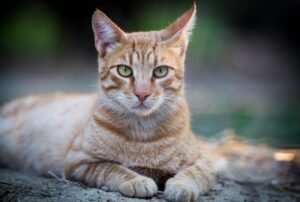 8 foto di gatti considerati “puri” dal web, la loro serenità è pressoché radiosa