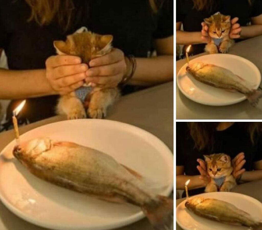 gatto mangia pesce sorpresa