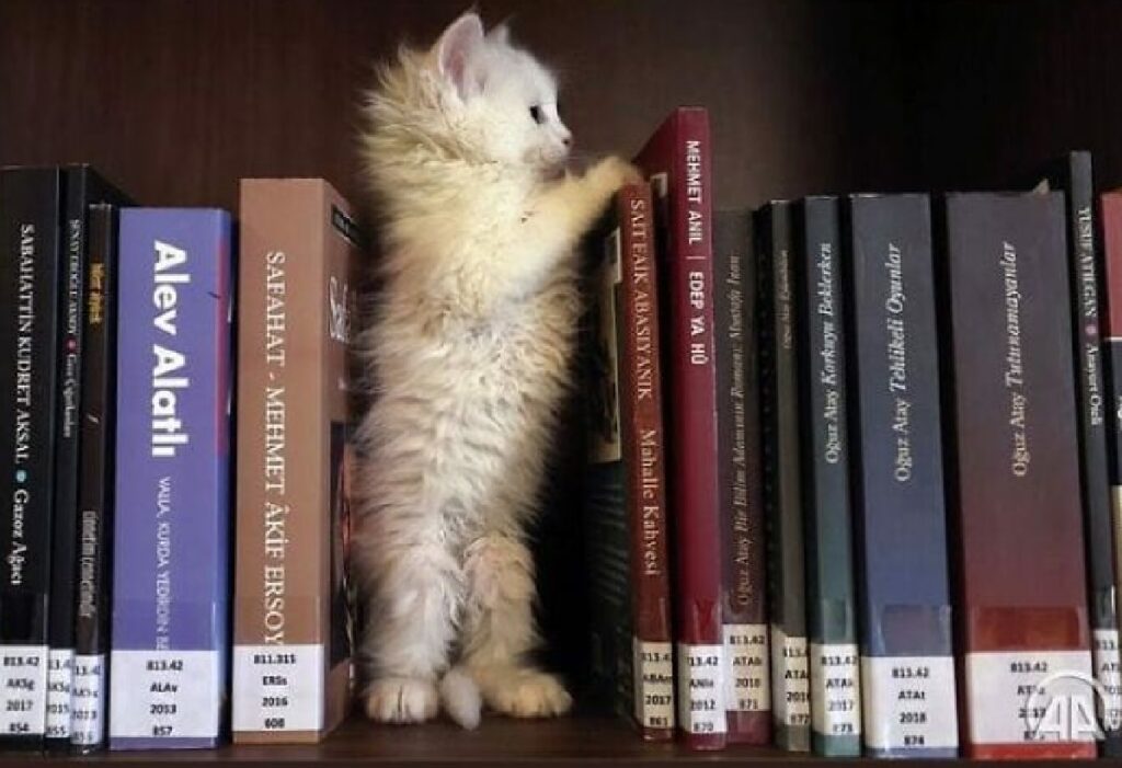 gatto vaga fra i libri