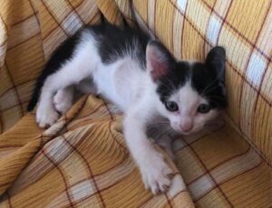 gattino sdraiato sul divano