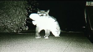 Dusty il gattino cleptomane che ha portato a casa oltre 600 oggetti (VIDEO)