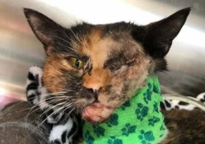 Gatta miracolata: è riuscita a salvarsi dopo lo scontro con un autobus