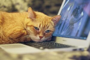 Gatti stressati dallo smartworking dei loro umani: come risolvere