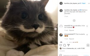 Hamilton il gattino hipster che con i suoi baffi ha conquistato il web (VIDEO)