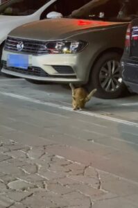 Il gatto trovato con le zampe al contrario è stato finalmente messo in salvo (VIDEO)