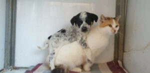 La gatta Alina si prende cura di un cucciolo di cane
