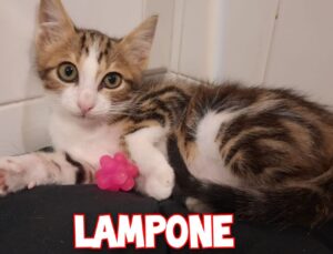 Il piccolo Lampone si chiama così proprio a causa della sua dolcezza. Cerca una casa