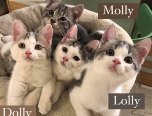 Lolly, Dolly, Molly e Polly: Le Superchicche con la coda cercano famiglie
