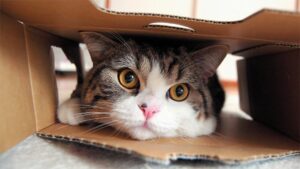 Maru il gattino più famoso del web continua ad avere successo (VIDEO)