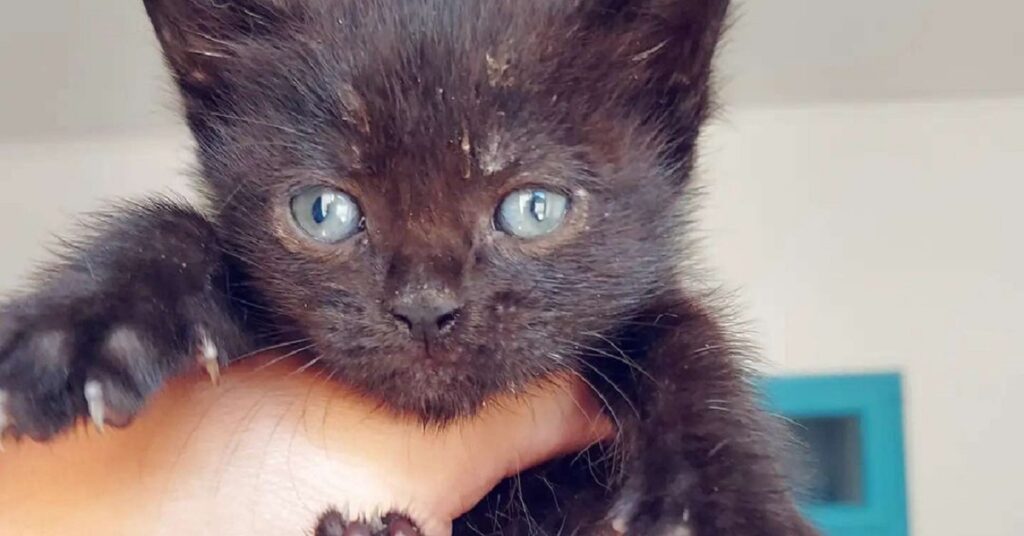 gatto dal pelo nero