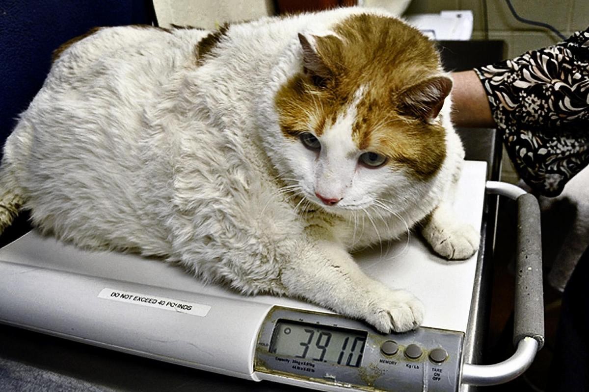 Весы для кошек купить. Самый толстый кот в мире. Самый жирный кот. Коты с ожирением.