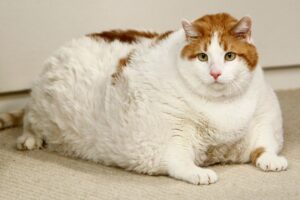 Meow il gattino obeso, la sua fama e la sua prematura dipartita (VIDEO)