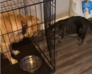 Milo, il gatto che chiude il cane nel Kennel (VIDEO)