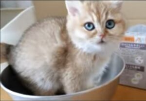 Mimi, la dolce gattina si pesa per la prima volta (VIDEO)