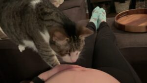 Mingy il gatto, scopre che sta per avere un fratellino (VIDEO)