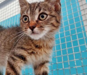 Miry: adottiamo questa piccola gattina e realizziamo il suo sogno