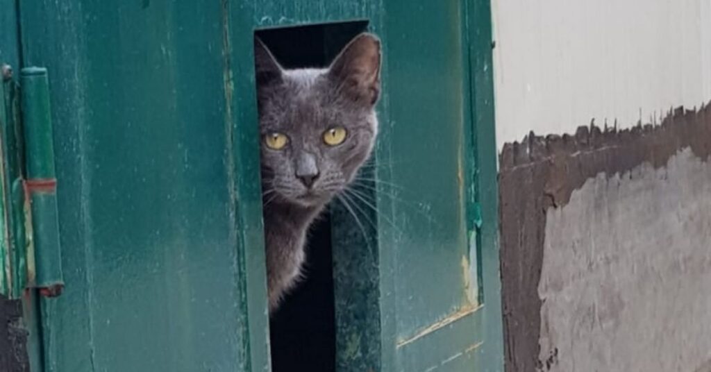 gatto sull'uscio della porta