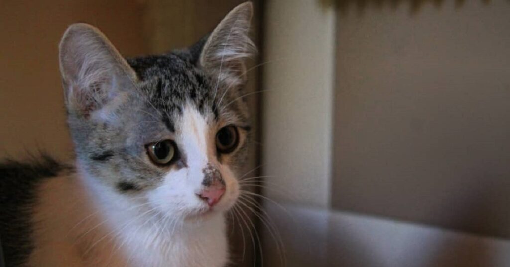 gatto con una macchiolina sul naso