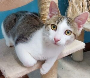 Trevis: cerchiamo un’adozione di cuore per questo dolce gattino