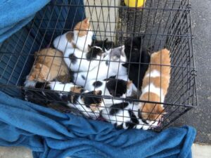 Ventidue gatti in una gabbia lasciati davanti ad un negozio di animali