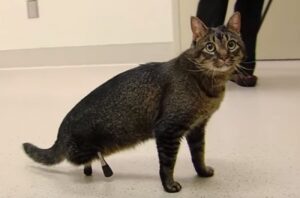 Vincent, il gatto abbandonato perché non aveva le zampe posteriori (VIDEO)