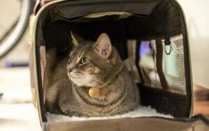 gatto nel trasportino