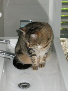 gatto dentro al lavandino di un bagno