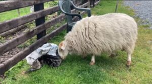 Un adorabile gatto e una pecora si incontrano per la prima volta (VIDEO)