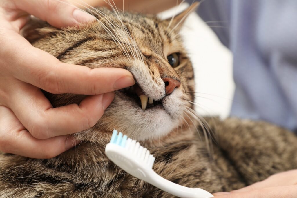pulizia dei denti del gatto