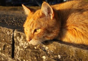 Cerro Maggiore, smarrito un gatto di 4 anni, era appena arrivato nella sua nuova casa