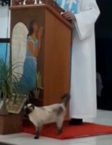 Gattino assiduo frequentatore di una Chiesa