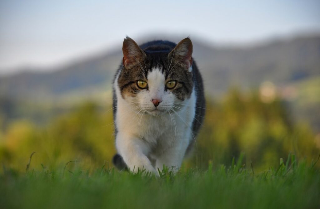 gatto cammina sopra erba