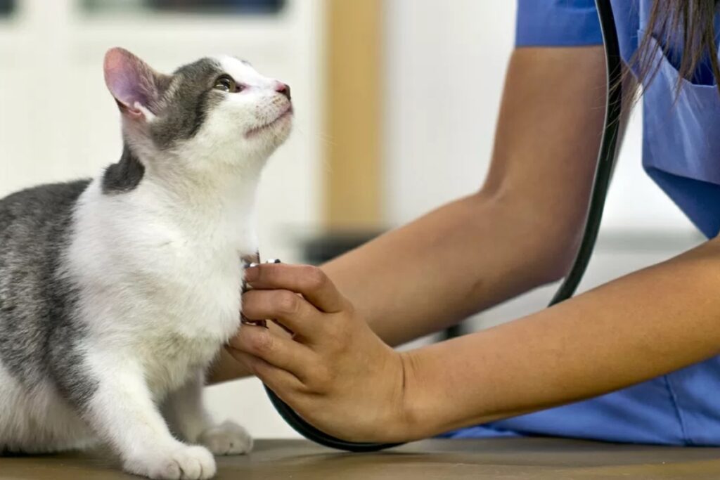 gatto dal veterinario