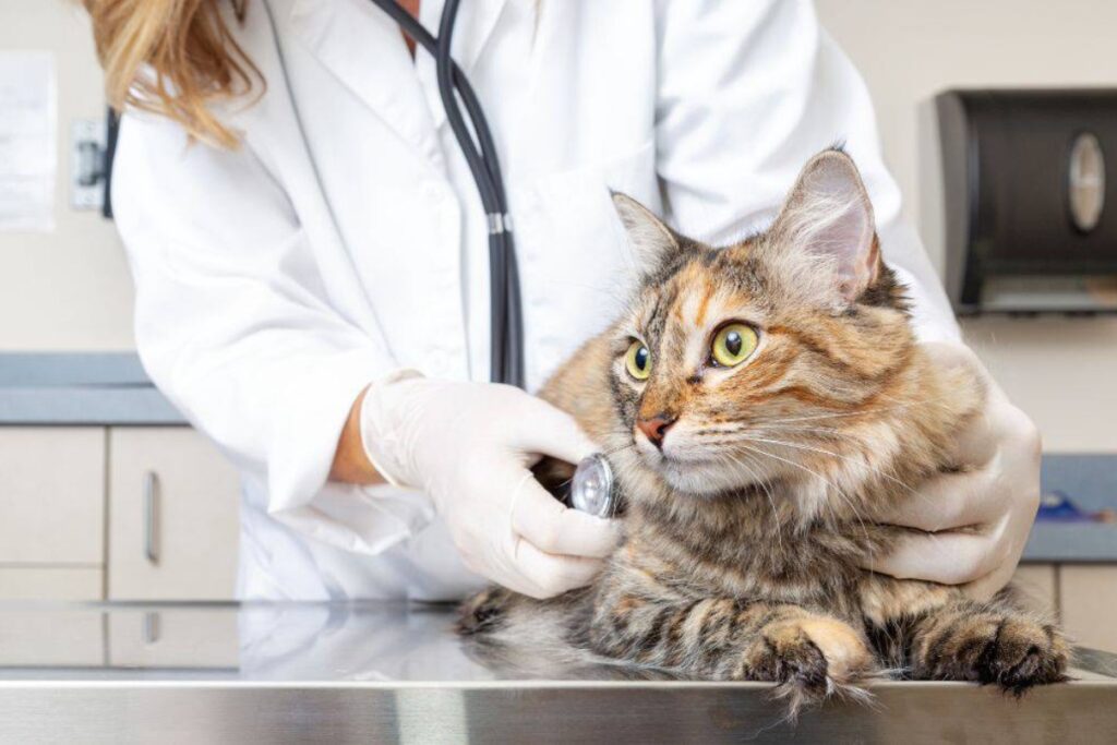 gatto sul tavolo del veterinario