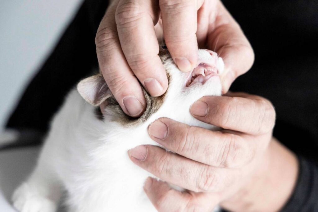 controllare i denti al gatto