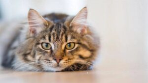 Cosa fare con il gatto quando hai ospiti, per non essere maleducato?