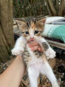 Cucciolata di 5 gattini cerca urgentemente casa: aiutiamoli