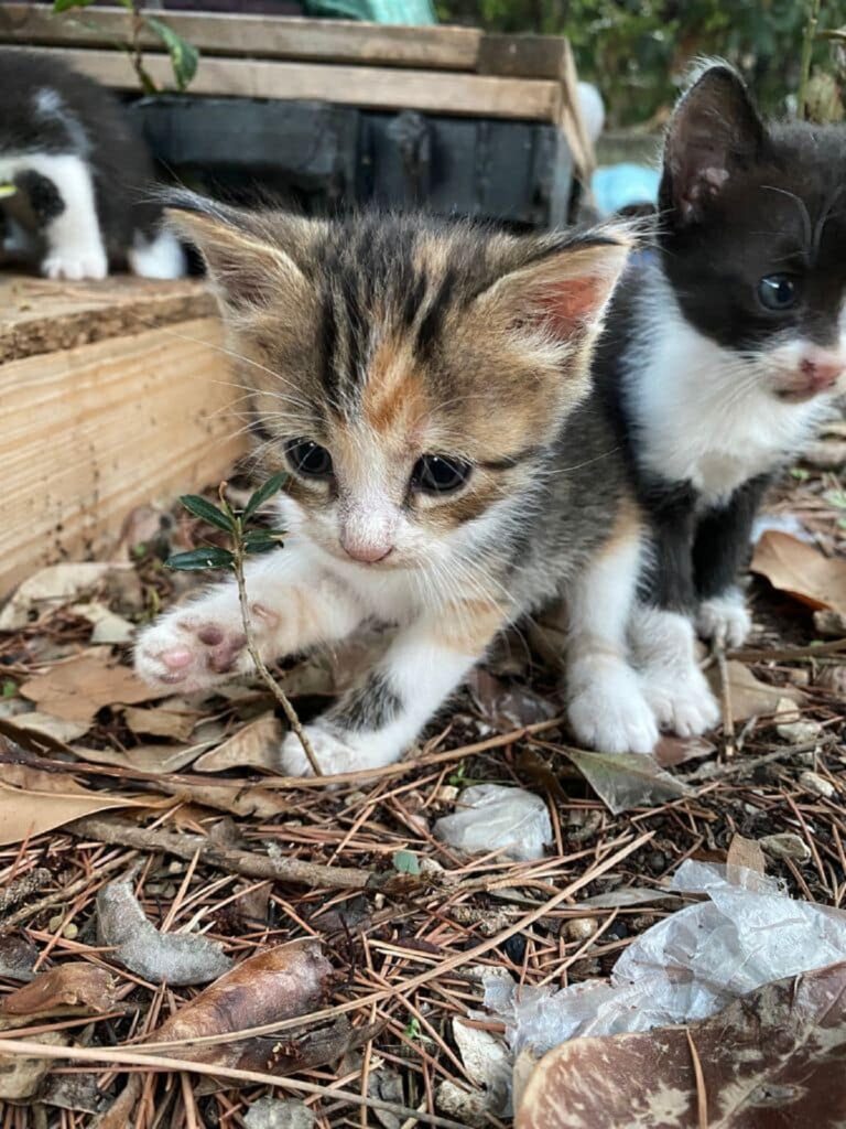 cucciolata cerca famiglia 