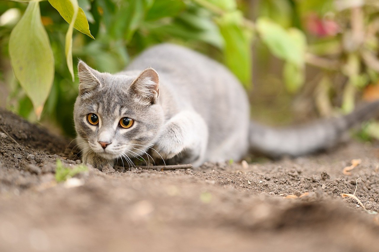 gatto alla ricerca di prede