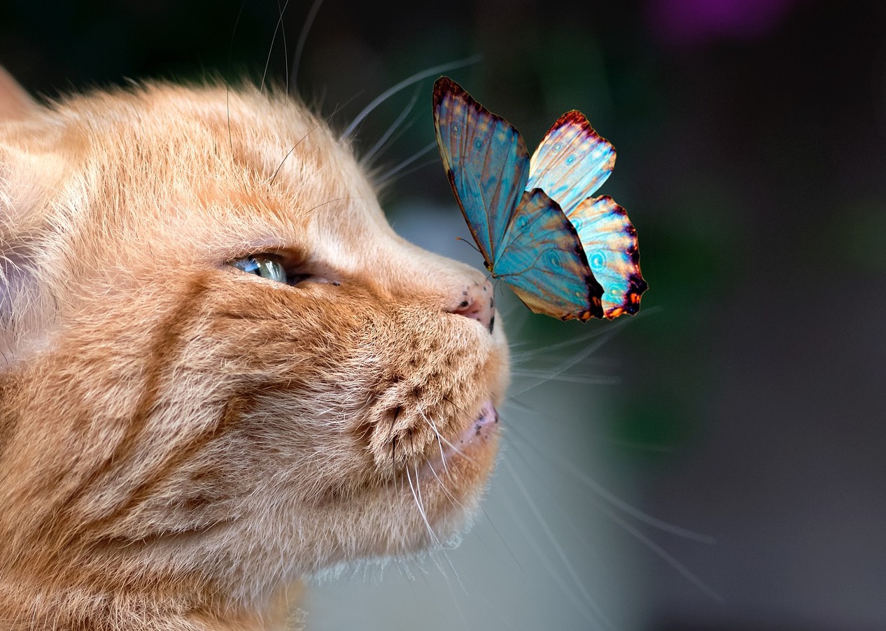 gatto con farfalla sul naso