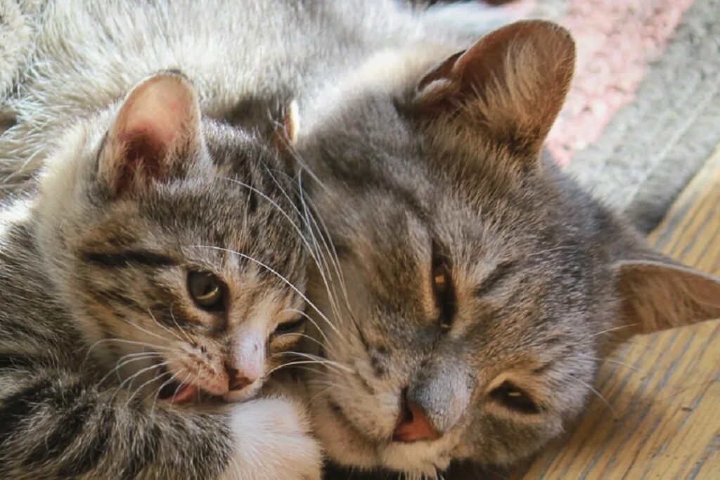 gattino sdraiato accanto alla madre