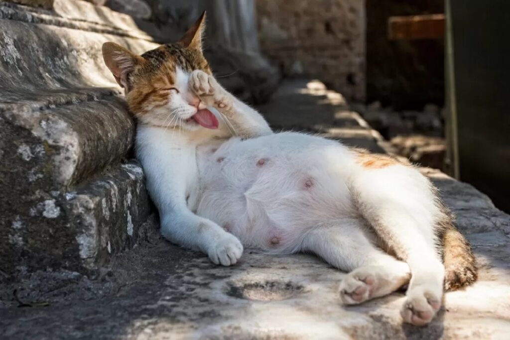 gatta aspetta dei cuccioli