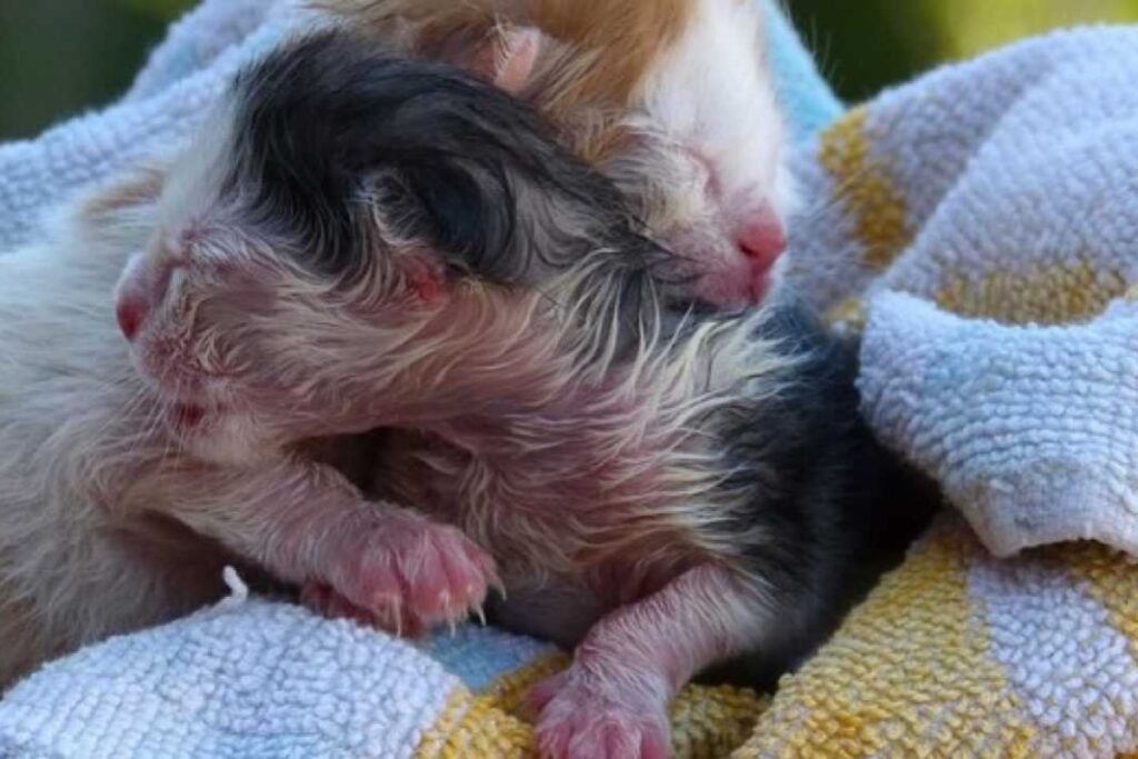 cuccioli di gatto appena nati