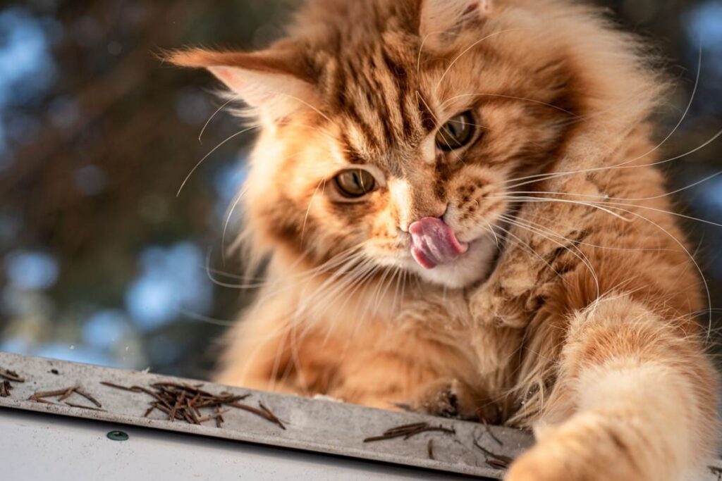 gatto con la lingua di fuori