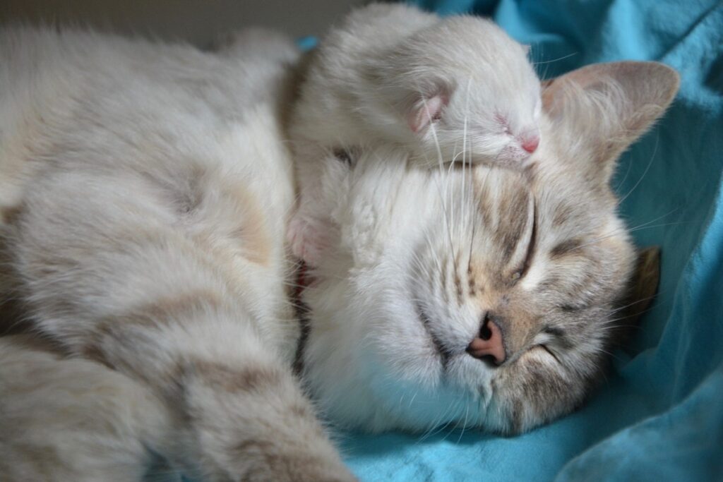 mamma con cucciolo