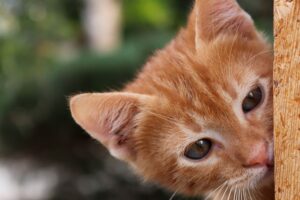 6 foto che dimostrano che i gatti sono davvero speciali