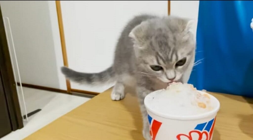 la gattina lulu assaggia per la prima volta il ghiaccio tritato 