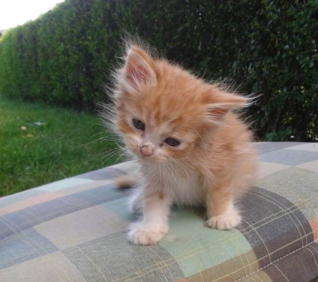 gattina rossa minuscola