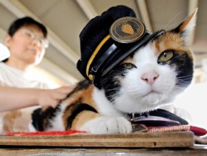 La gattina Tama il primo capostazione felino della storia del pianeta (VIDEO)